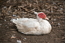 This Is A Side View Of A Muscovy Duck