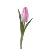 Fototapeta Tulipany - Beautiful color fresh tulip isolated
