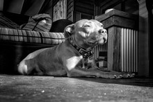 Staffordshire Bull Terrier Dog Resting At Home