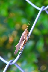 grasshopper on a leaf