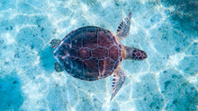 Top View Of Sea Turtle Swimming Under Water