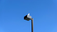 Seagull On The Street Lamp On Blue Sky