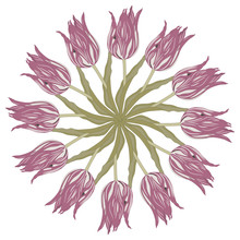 Isolated Vector Illustration. Round Floral Geometrical Decor. Star Or Mandala With Branches Of Pink Tulip Flower.