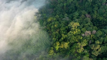 Wall Mural - Aerial hyperlapse video of rainforest and mist or fog