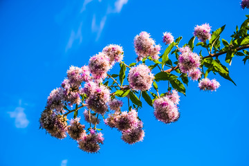 Wall Mural - beautiful flower with clear blue sky background