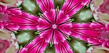 Pink Flower Background In Kaleidoscope View