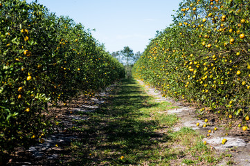 Aisle of an orange Grove in Florida