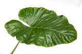 Fototapeta  - Colocasia esculenta leaf( Elephant ear)Tropical foliage isolated on white background,with clipping path.