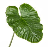 Fototapeta  - Colocasia esculenta leaf( Elephant ear)Tropical foliage isolated on white background,with clipping path.