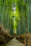 Fototapeta Dziecięca - 京都・嵐山の竹林 日本