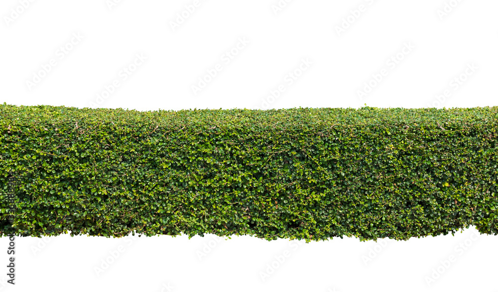 Green hedge or  bush isolated on white background - obrazy, fototapety, plakaty 