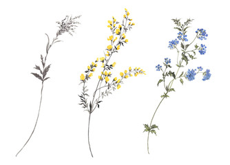 flowers watercolor illustration.manual composition.big set watercolor elements.