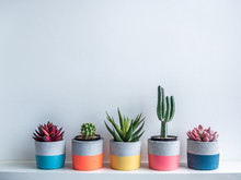 Cactus Pot. Concrete Pot. Modern Geometric Concrete Planter. Colourful Container With Various Cactus And Succulent Plants On Shelf On White Background.