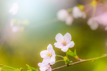 Wall Mural - 桜の花アップ