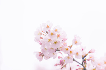 Wall Mural - 桜の花アップ