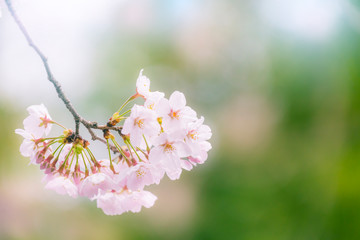 Wall Mural - 桜の花アップ