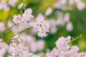 Wall Mural - 桜の花アップ