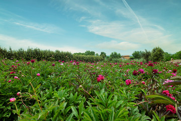 Wall Mural - Campo di peonie