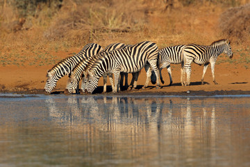 Poster - Herd of plains zebras (Equus burchelli) drinking water, Kruger National Park, South Africa.