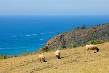 Wall Mural - Sheep grazing on coastal pasture of a rural farm, South Africa.