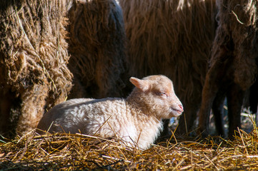 Goats eat hay on a Sunny day behind the fence. Two white house goats with ropes around their necks