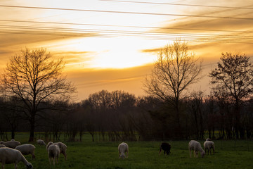 feeding flock of sheep on the pasture at dusk