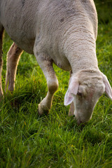 fresh grass in the foreground and eating sheep in the background