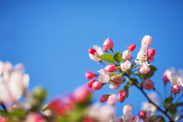 Beautiful flowering fruit trees. Blooming plant branches in spring warm bright sunny day. White and pink apple flower blooming on green natural background. Copy space