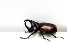 Rhinoceros Beetle, Hercules Beetle, Unicorn Beetle, Horn Beetle Male Isolated On White Background