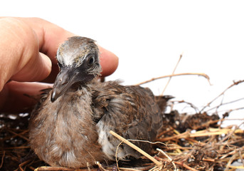 The cute little spotted dove or (spilopelia chinensis) or mountain dove or pearl-necked dove or lace-necked dove or spotted turtle-dove and a gentle left hand on a white background.