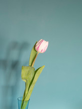 One Fresh Pink White Tulip Flowers In Front Of Green Wall. View With Copy Space And Shadow
