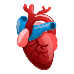 Poster - Cardiology human heart icon. Cartoon of cardiology human heart vector icon for web design isolated on white background