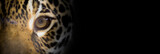 Portait of a jaguar close up, the look of the feline, dark background, wide banner