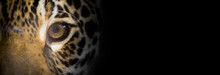 Portait Of A Jaguar Close Up, The Look Of The Feline, Dark Background, Wide Banner