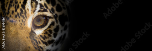 Portait of a jaguar close up, the look of the feline, dark background, wide bann Poster Mural XXL