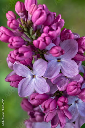Lilac flower pink spring background.