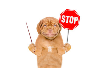 Poster - Smilingpuppy holds stop sign and points away on empty space. Isolated on white background