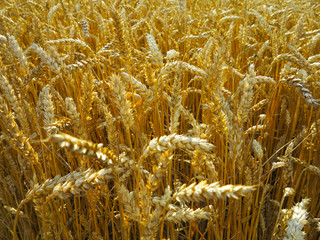 wheat field with beautiful yellow spikelets on the horizon