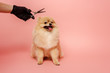 cropped view of professional groomer in latex glove with scissors making hairstyle to pomeranian spitz dog on pink