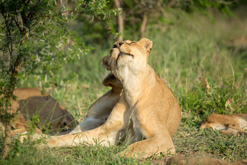 Wall Mural - A pride of lions resting in the late afternoon light. They are displaying the great affection that makes them such successful animals. These strong social bonds mean they can hunt larger prey.