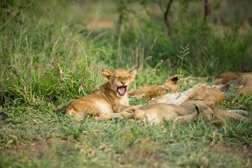 Wall Mural - A pride of lions resting in the late afternoon light. They are displaying the great affection that makes them such successful animals. These strong social bonds mean they can hunt larger prey.