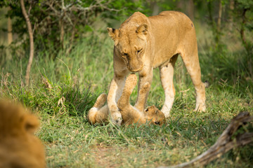 Wall Mural - A pride of lions resting in the late afternoon light. They are displaying the great affection that makes them such successful animals. These strong social bonds mean they can hunt larger prey.
