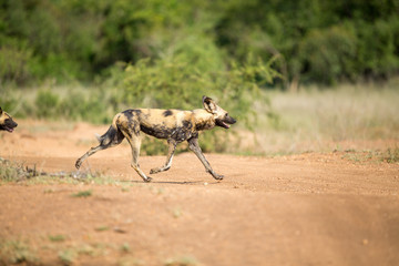 Wall Mural - A pack of wild dogs on the move. These animals cover a lot of ground really quickly when hunting like this.