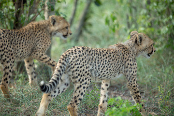 Wall Mural - A mother cheetah and her little cubs moving around hunting on an early morning safari. 