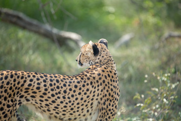 Wall Mural - A mother cheetah and her little cubs moving around hunting on an early morning safari. 