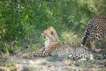 Wall Mural - A mother cheetah and her little cubs moving around hunting on an early morning safari. 