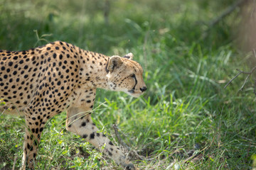 Wall Mural - A mother cheetah and her little cubs moving around hunting on an early morning safari. 