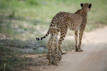 Wall Mural - A mother cheetah and her little cubs moving around hunting on an early morning safari. 
