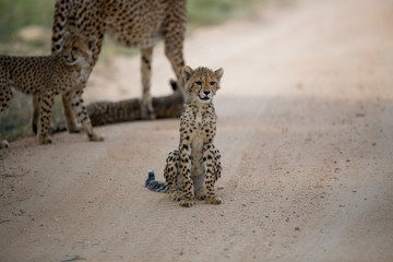 Wall Mural - A mother cheetah and her little cubs moving around hunting on an early morning safari. 