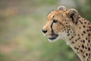 Wall Mural - A mother cheetah and her little cubs moving around hunting on an early morning safari. 